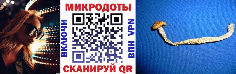 Галлюциногенные грибы Psilocybine cubensis Омск